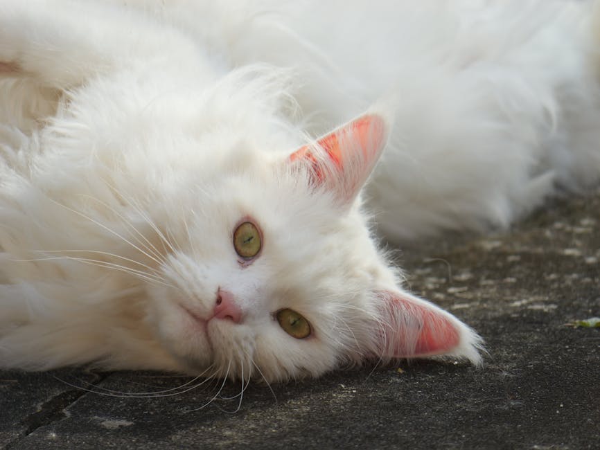 Portrait d'un Maine Coon aux yeux ambrés avec sa fourrure caractéristique gris-bleu